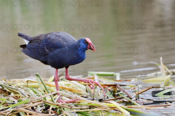 Purple partridge (Porphyrio porphyrio), Algarve, Portugal