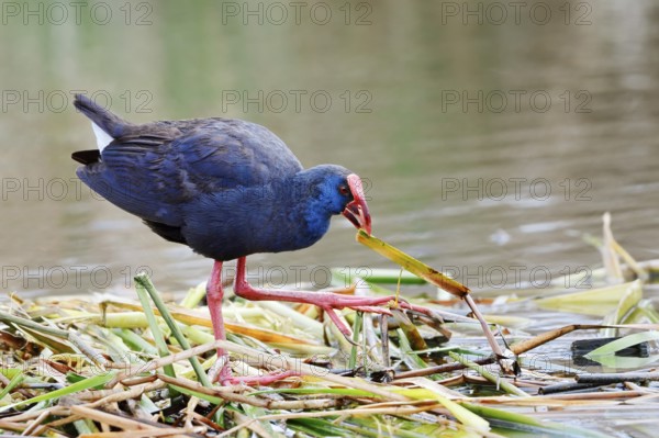 Purple partridge (Porphyrio porphyrio), Algarve, Portugal