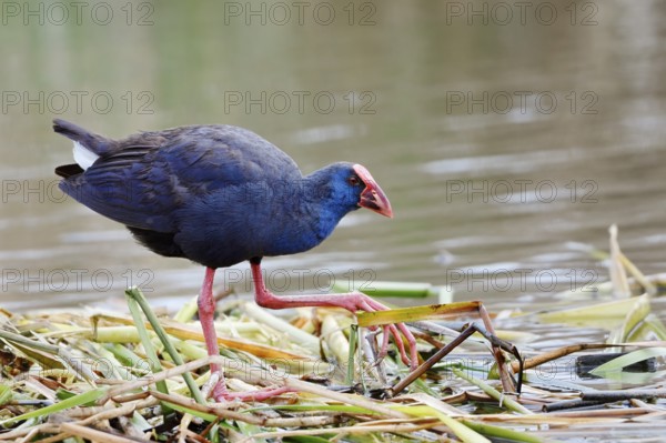 Purple partridge (Porphyrio porphyrio), Algarve, Portugal