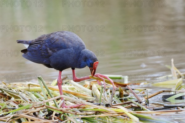 Purple partridge (Porphyrio porphyrio), Algarve, Portugal