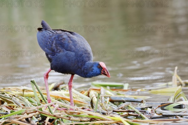Purple partridge (Porphyrio porphyrio), Algarve, Portugal