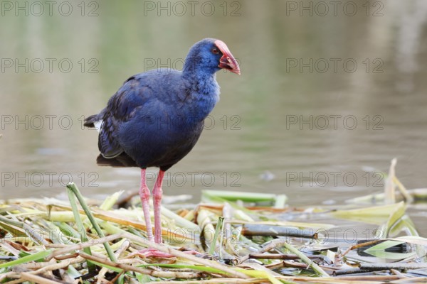 Purple partridge (Porphyrio porphyrio), Algarve, Portugal