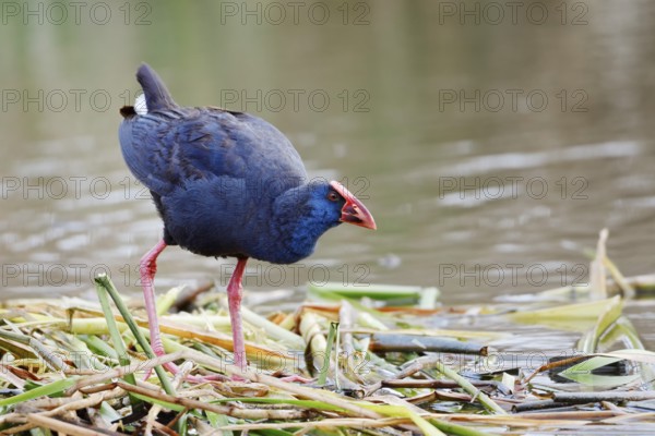 Purple partridge (Porphyrio porphyrio), Algarve, Portugal