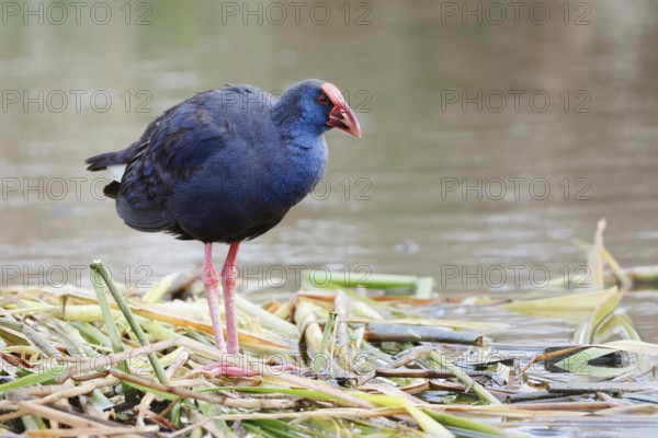 Purple partridge (Porphyrio porphyrio), Algarve, Portugal