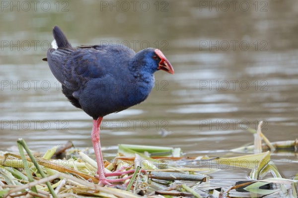 Purple partridge (Porphyrio porphyrio), Algarve, Portugal