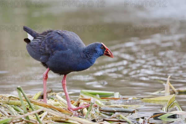 Purple partridge (Porphyrio porphyrio), Algarve, Portugal