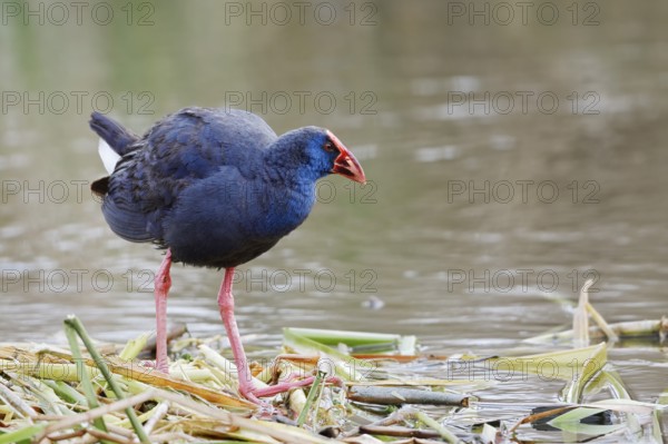 Purple partridge (Porphyrio porphyrio), Algarve, Portugal