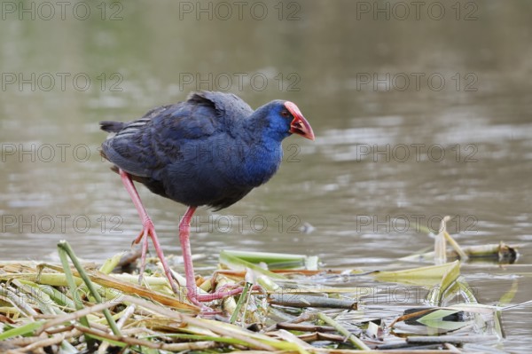 Purple partridge (Porphyrio porphyrio), Algarve, Portugal