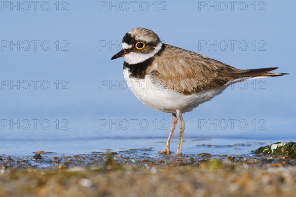 Little Ringed Plover (Charadrius dubius), North Rhine-Westphalia, Germany