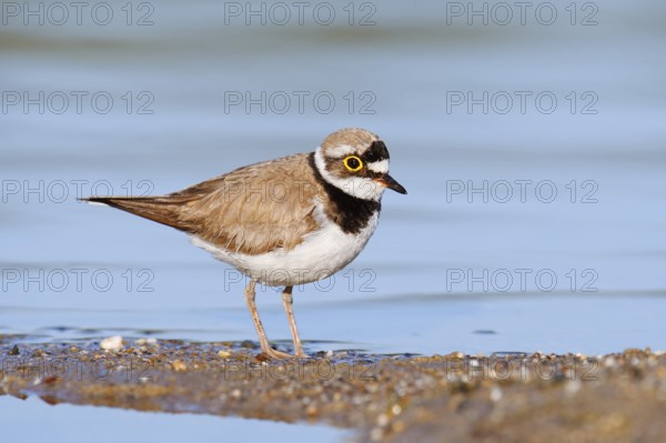 Little Ringed Plover (Charadrius dubius), North Rhine-Westphalia, Germany