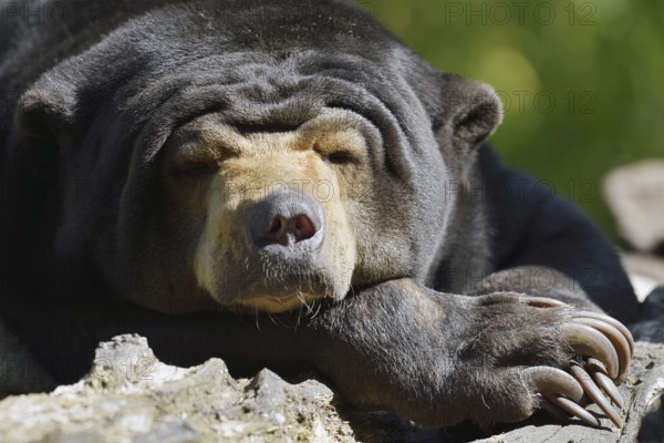 Malayan bear or sun bear (Helarctos malayanus, Ursus malayanus), captive, occurring in Southeast Asia
