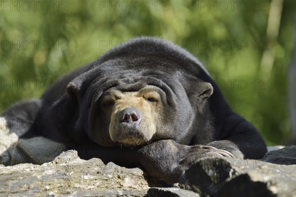Malayan bear or sun bear (Helarctos malayanus, Ursus malayanus), captive, occurring in Southeast Asia