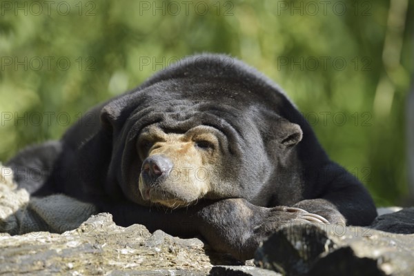 Malayan bear or sun bear (Helarctos malayanus, Ursus malayanus), captive, occurring in Southeast Asia