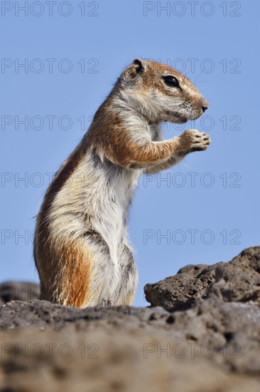 Atlas squirrel or North African bristle squirrel (Atlantoxerus getulus) stands feeding on a rock, Fuerteventura, Canary Islands, Spain