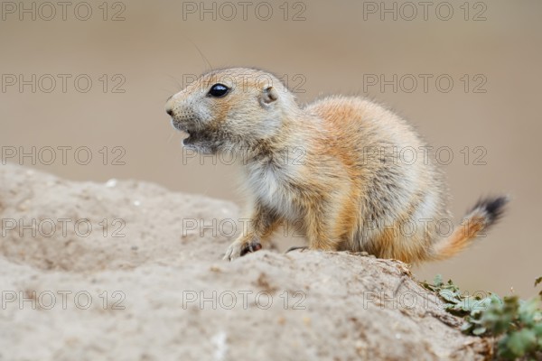 Black-tailed prairie dog (Cynomys ludovicianus), young animal at the den, captive, occurrence in North America
