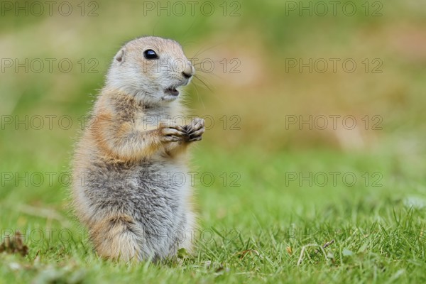 Black-tailed prairie dog (Cynomys ludovicianus), young animal sitting in a meadow, captive, occurrence in North America