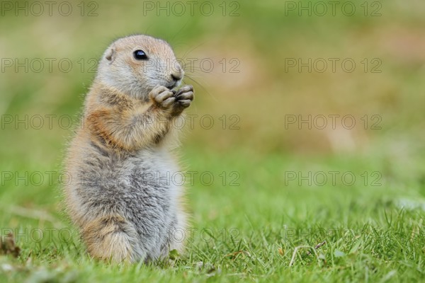 Black-tailed prairie dog (Cynomys ludovicianus), young animal sitting feeding in a meadow, captive, occurrence in North America