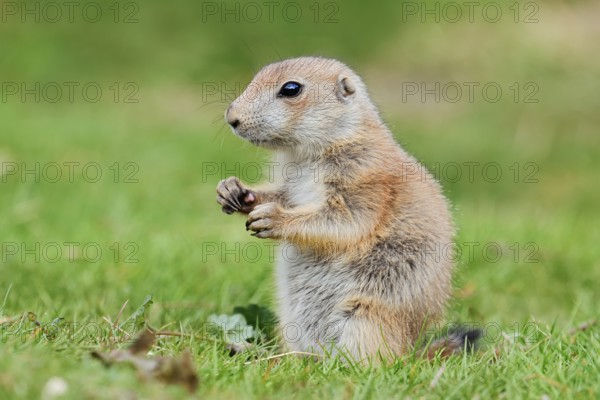 Black-tailed prairie dog (Cynomys ludovicianus), young animal sitting in a meadow, captive, occurrence in North America