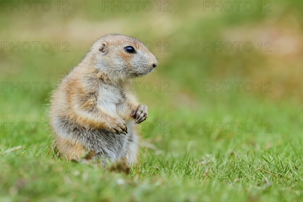 Black-tailed prairie dog (Cynomys ludovicianus), young animal sitting in a meadow, captive, occurrence in North America