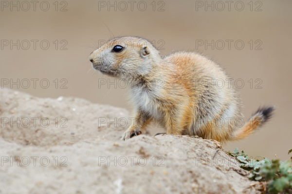 Black-tailed prairie dog (Cynomys ludovicianus), young animal at the den, captive, occurrence in North America