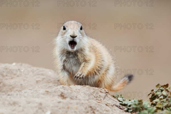 Black-tailed prairie dog (Cynomys ludovicianus), calling young at the den, captive, occurrence in North America