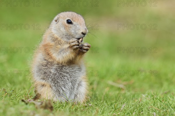 Black-tailed prairie dog (Cynomys ludovicianus), young animal sitting feeding in a meadow, captive, occurrence in North America