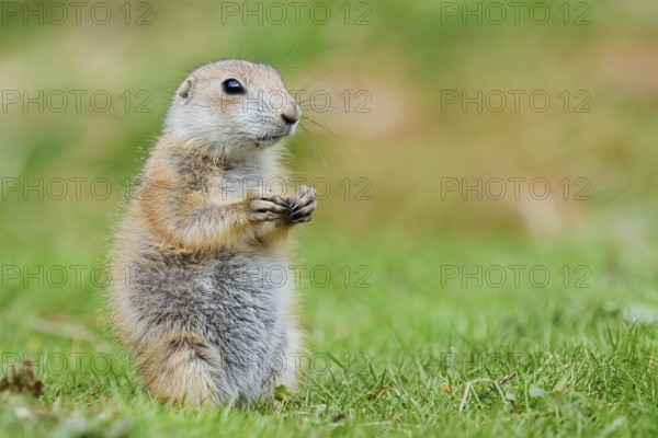 Black-tailed prairie dog (Cynomys ludovicianus), young animal sitting in a meadow, captive, occurrence in North America