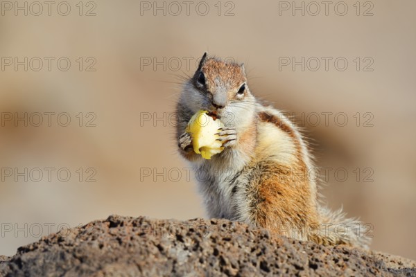 Atlas squirrel or North African bristle squirrel (Atlantoxerus getulus) sits feeding on a rock, Fuerteventura, Canary Islands, Spain