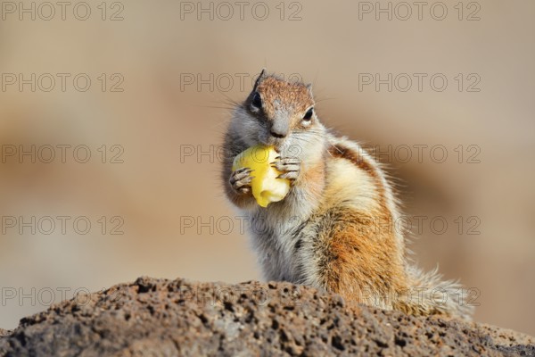 Atlas squirrel or North African bristle squirrel (Atlantoxerus getulus) sits feeding on a rock, Fuerteventura, Canary Islands, Spain