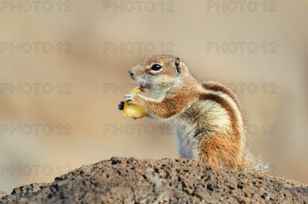 Atlas squirrel or North African bristle squirrel (Atlantoxerus getulus) sits feeding on a rock, Fuerteventura, Canary Islands, Spain