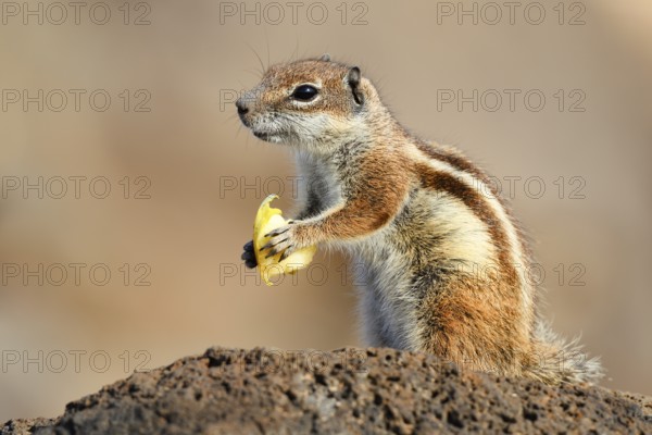 Atlas squirrel or North African bristle squirrel (Atlantoxerus getulus) sits feeding on a rock, Fuerteventura, Canary Islands, Spain
