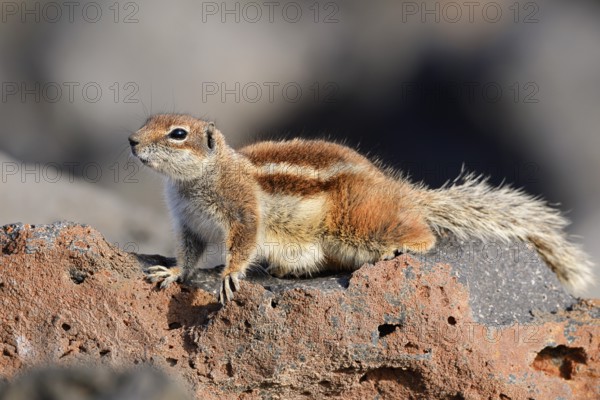 Atlas squirrel or North African bristle squirrel (Atlantoxerus getulus), Fuerteventura, Canary Islands, Spain