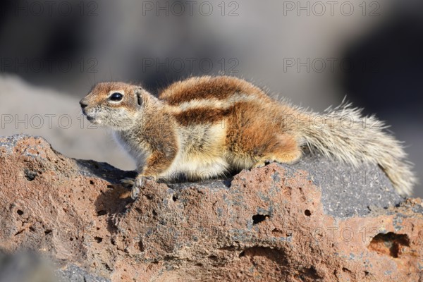 Atlas squirrel or North African bristle squirrel (Atlantoxerus getulus), Fuerteventura, Canary Islands, Spain