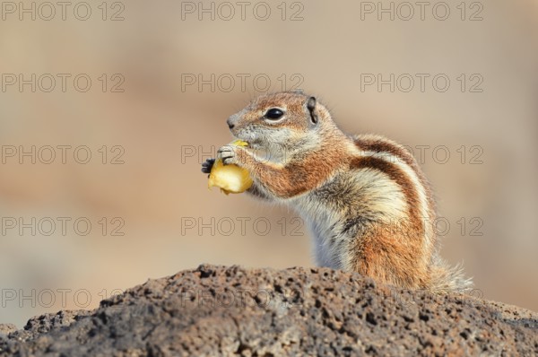 Atlas squirrel or North African bristle squirrel (Atlantoxerus getulus) sits feeding on a rock, Fuerteventura, Canary Islands, Spain