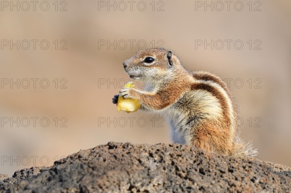 Atlas squirrel or North African bristle squirrel (Atlantoxerus getulus) sits feeding on a rock, Fuerteventura, Canary Islands, Spain
