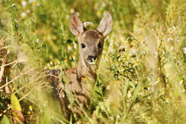 European roe deer (Capreolus capreolus), fawn, North Rhine-Westphalia, Germany
