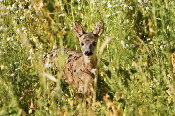 European roe deer (Capreolus capreolus), fawn, North Rhine-Westphalia, Germany