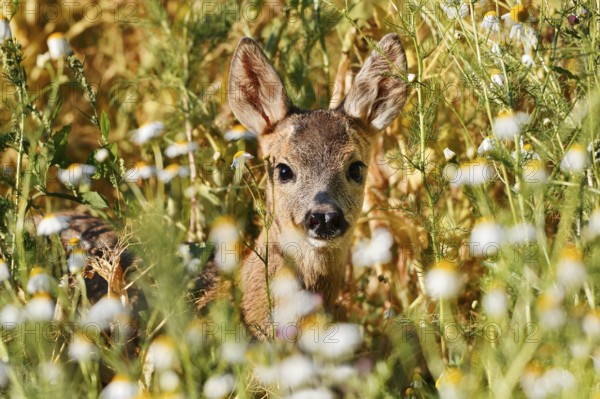 European roe deer (Capreolus capreolus), fawn, North Rhine-Westphalia, Germany