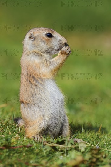 Black-tailed prairie dog (Cynomys ludovicianus), young animal sitting feeding in a meadow, captive, occurrence in North America