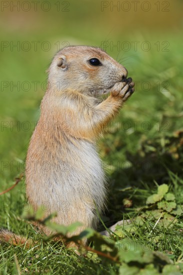 Black-tailed prairie dog (Cynomys ludovicianus), young animal sitting feeding in a meadow, captive, occurrence in North America