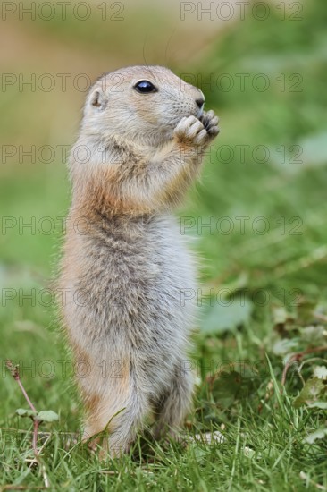 Black-tailed prairie dog (Cynomys ludovicianus), young animal stands feeding in a meadow, captive, occurrence in North America