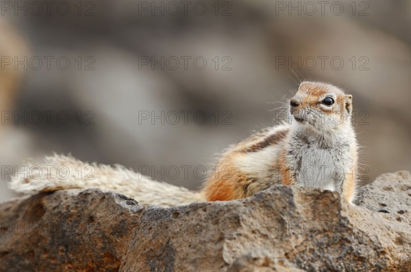 Atlas squirrel or North African bristle squirrel (Atlantoxerus getulus), Fuerteventura, Canary Islands, Spain