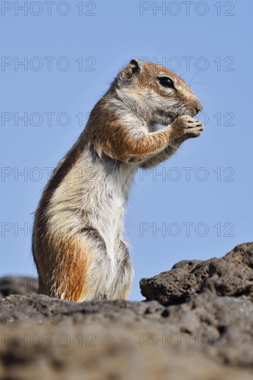 Atlas squirrel or North African bristle squirrel (Atlantoxerus getulus) stands feeding on a rock, Fuerteventura, Canary Islands, Spain