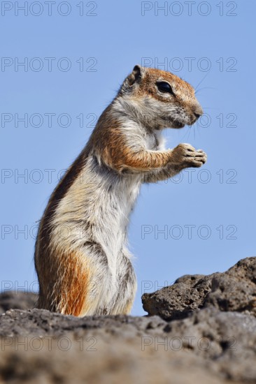Atlas squirrel or North African bristle squirrel (Atlantoxerus getulus) stands feeding on a rock, Fuerteventura, Canary Islands, Spain