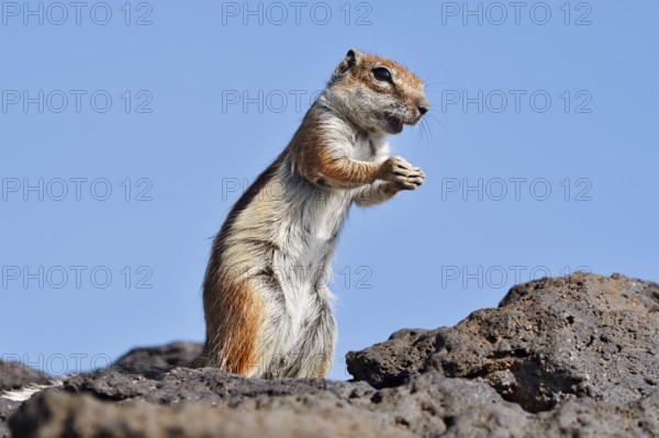 Atlas squirrel or North African bristle squirrel (Atlantoxerus getulus) stands feeding on a rock, Fuerteventura, Canary Islands, Spain
