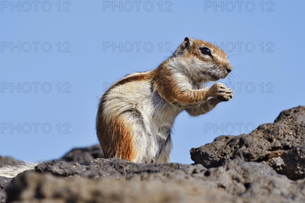 Atlas squirrel or North African bristle squirrel (Atlantoxerus getulus) sits feeding on a rock, Fuerteventura, Canary Islands, Spain