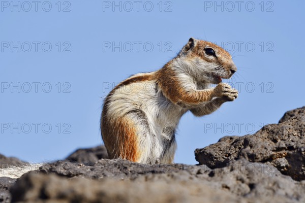 Atlas squirrel or North African bristle squirrel (Atlantoxerus getulus) sits feeding on a rock, Fuerteventura, Canary Islands, Spain