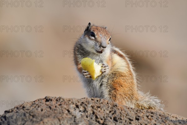 Atlas squirrel or North African bristle squirrel (Atlantoxerus getulus) sits feeding on a rock, Fuerteventura, Canary Islands, Spain