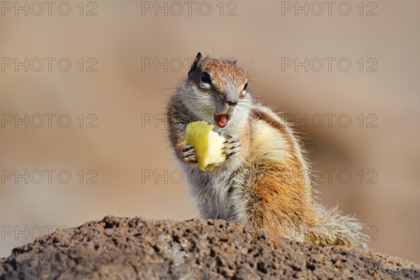 Atlas squirrel or North African bristle squirrel (Atlantoxerus getulus) sits feeding on a rock, Fuerteventura, Canary Islands, Spain