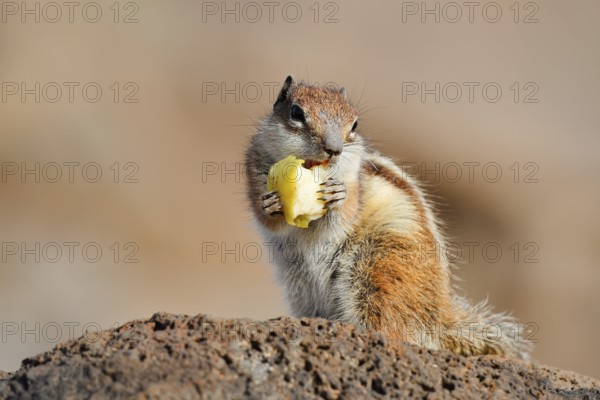 Atlas squirrel or North African bristle squirrel (Atlantoxerus getulus) sits feeding on a rock, Fuerteventura, Canary Islands, Spain